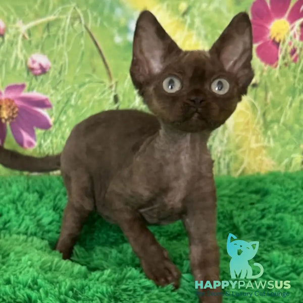 Ivona Devon Rex female chocolate - live animals