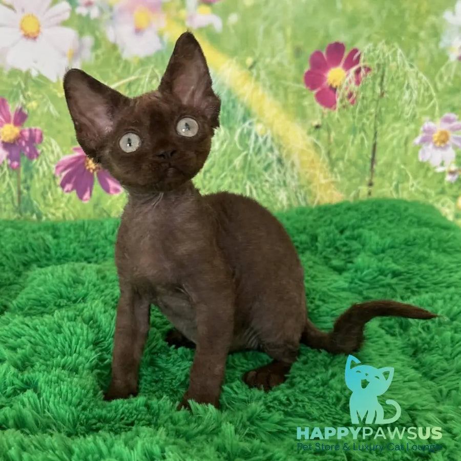 Ivona Devon Rex female chocolate - live animals