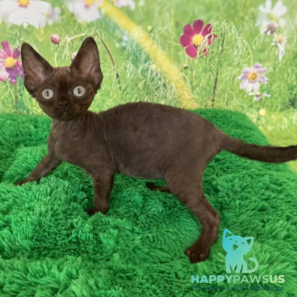 Ivona Devon Rex female chocolate - live animals