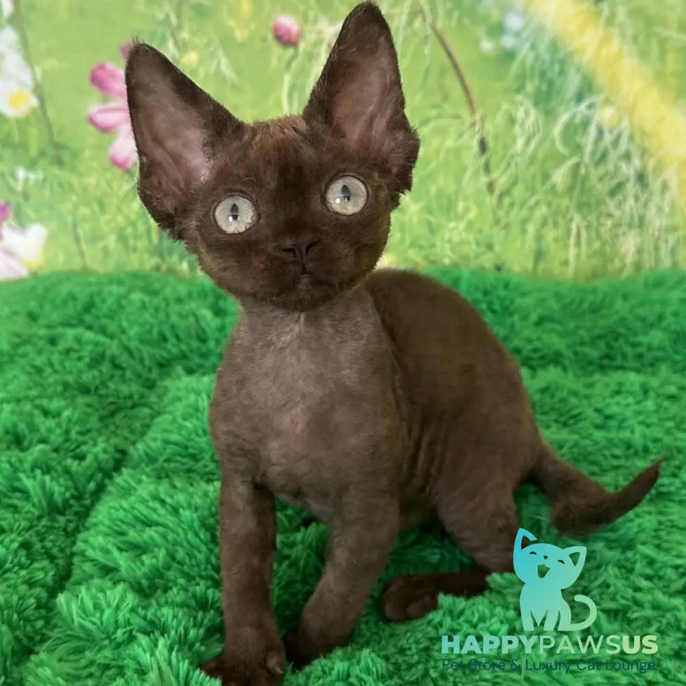 Ivona Devon Rex female chocolate - live animals