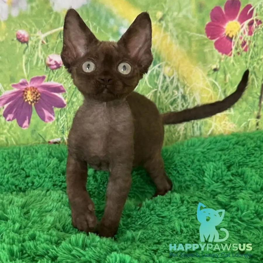 Ivona Devon Rex female chocolate - live animals