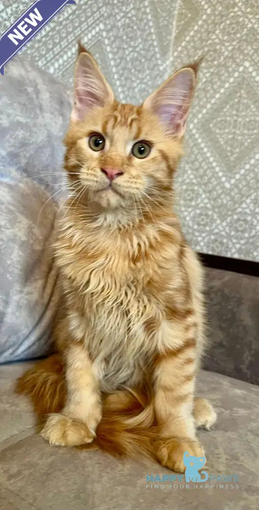Ivori Maine Coon female red live animals