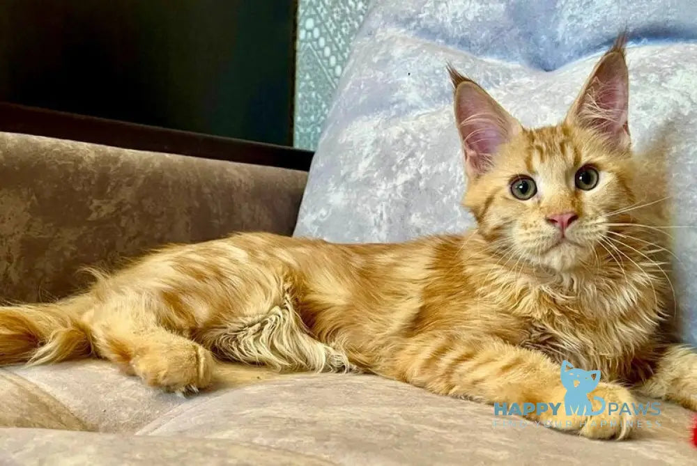 Ivori Maine Coon female red live animals