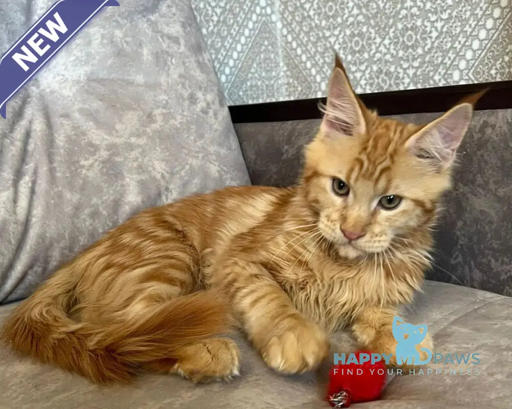Ivori Maine Coon female red live animals
