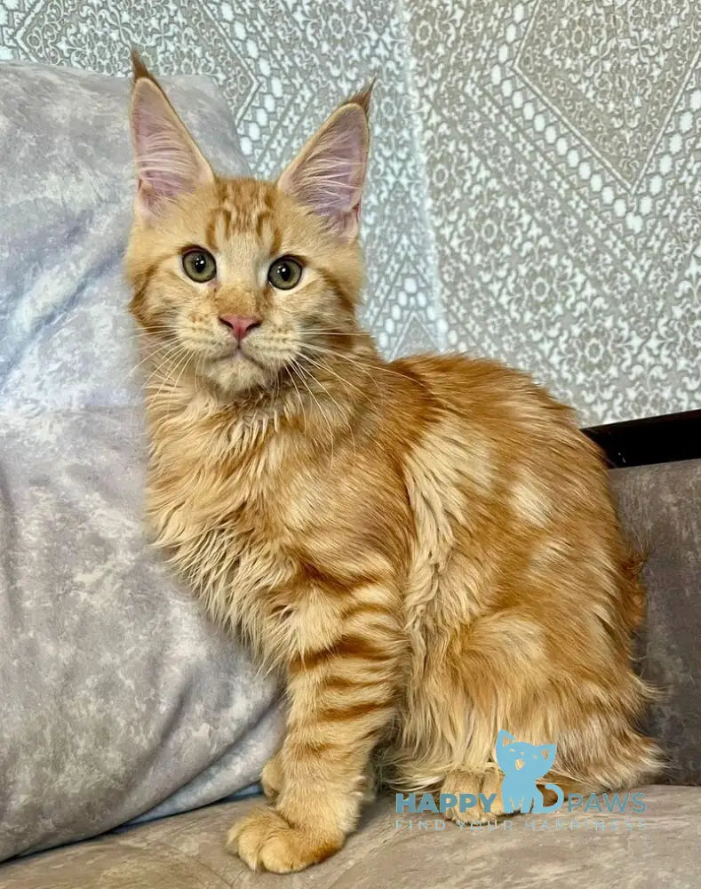 Ivori Maine Coon female red live animals