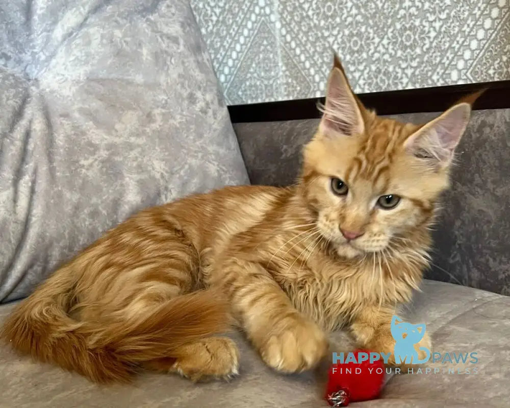 Ivori Maine Coon female red live animals