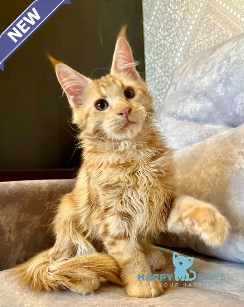 Ivori Maine Coon female red live animals