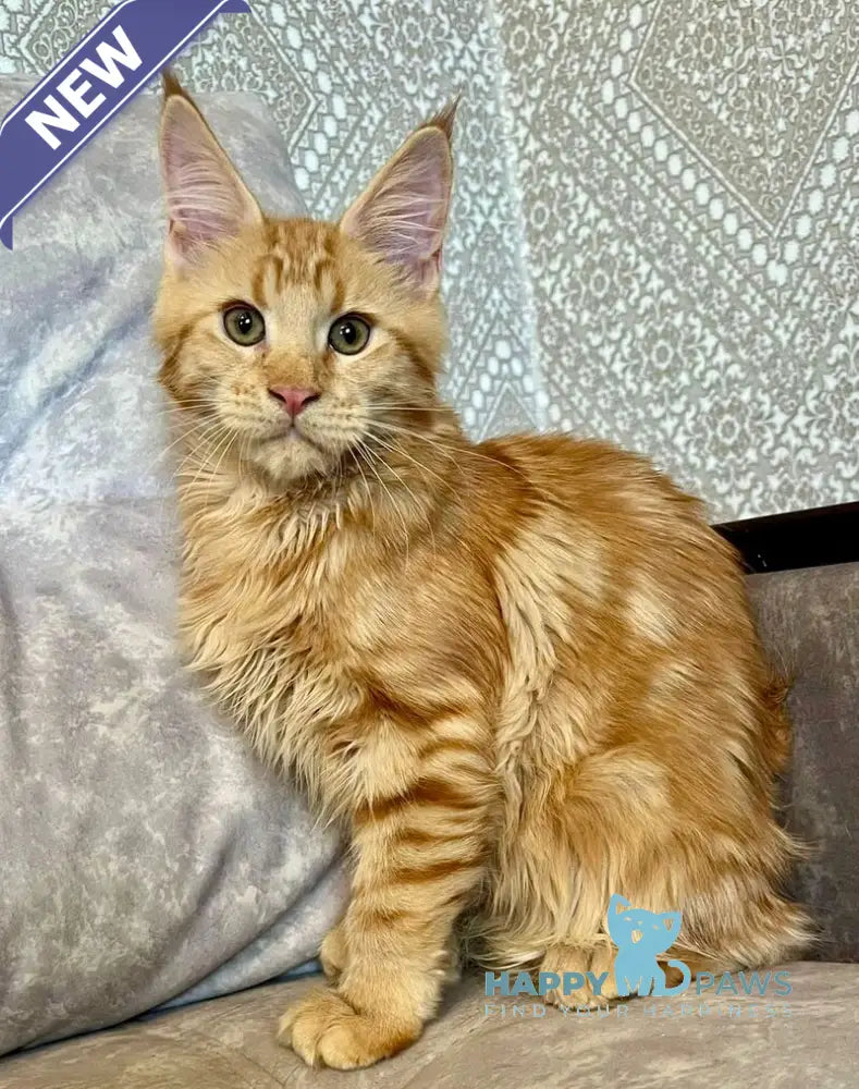 Ivori Maine Coon female red live animals