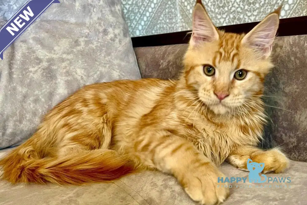 Ivori Maine Coon female red live animals