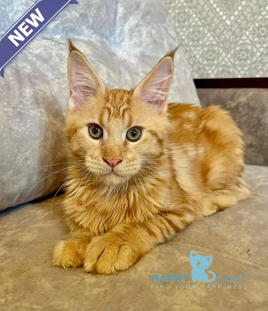 Ivori Maine Coon female red live animals