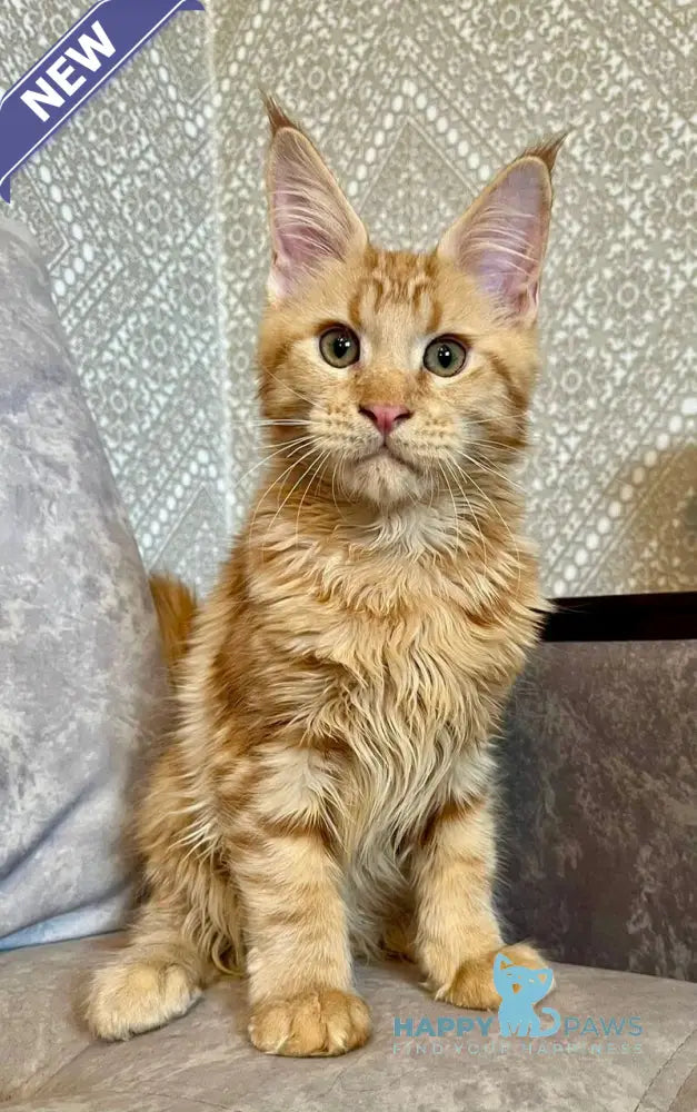 Ivori Maine Coon female red live animals