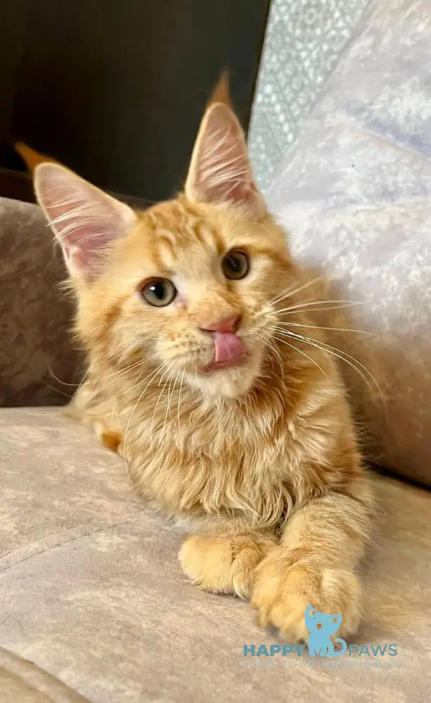 Ivori Maine Coon female red live animals