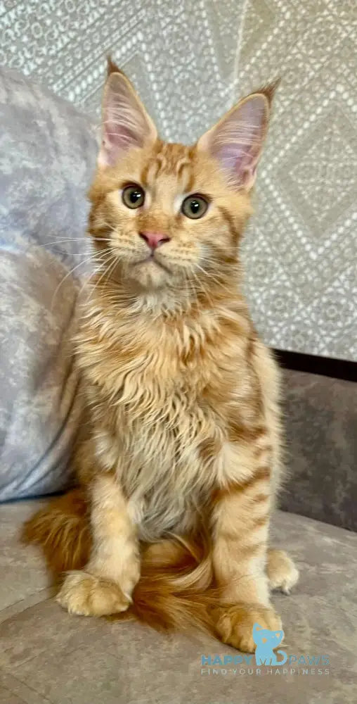 Ivori Maine Coon female red live animals