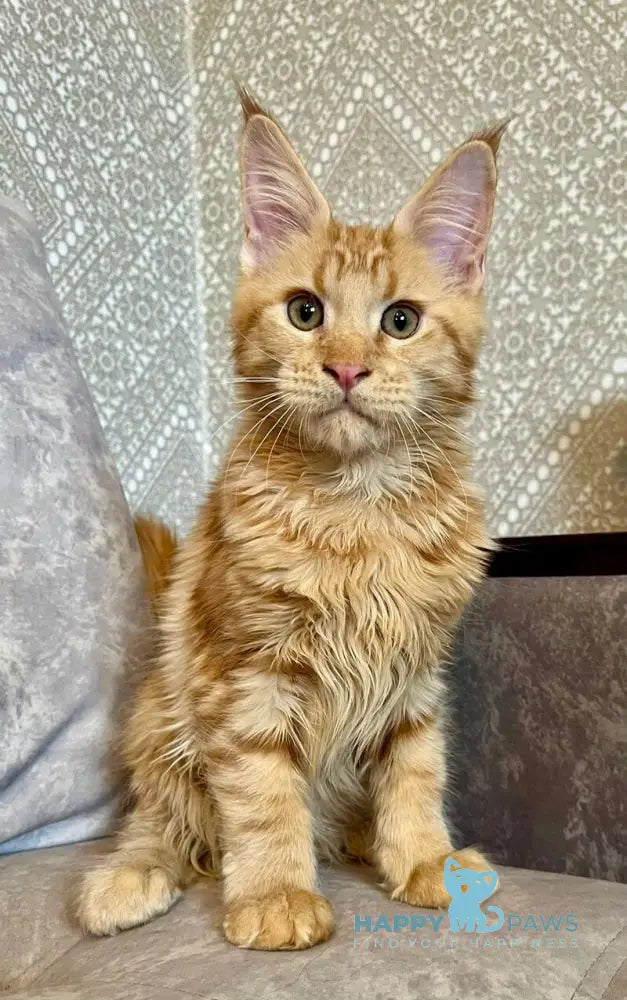 Ivori Maine Coon female red live animals