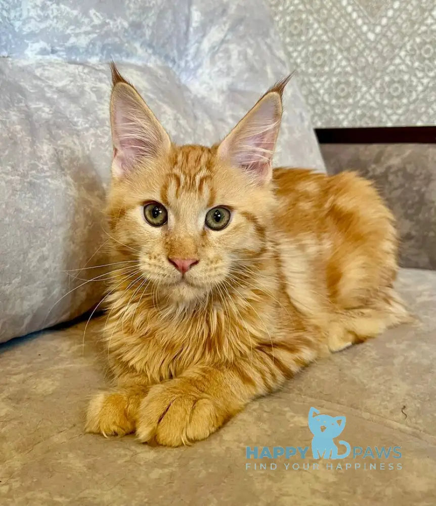 Ivori Maine Coon female red live animals