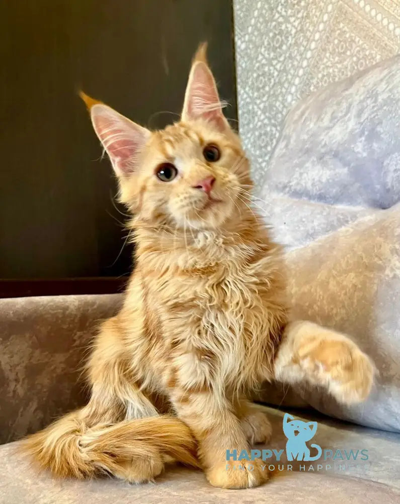 Ivori Maine Coon female red live animals