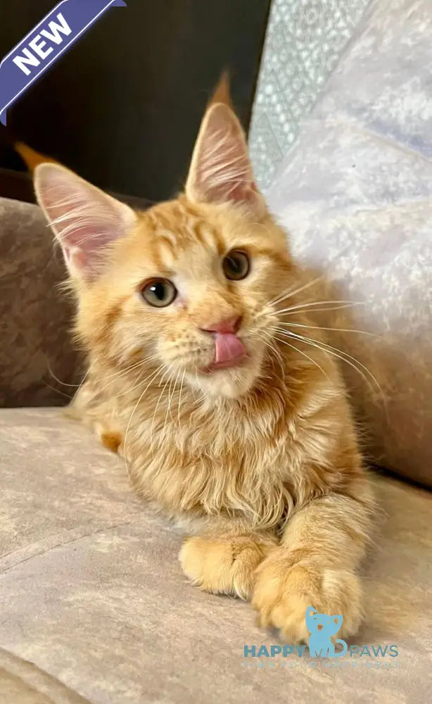 Ivori Maine Coon female red live animals