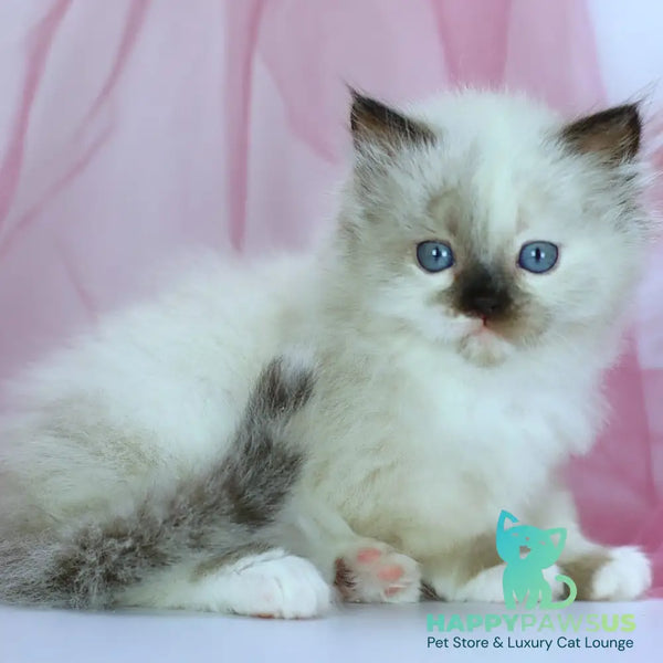 Ivori Siberian female black tortie with white pointed - live animals