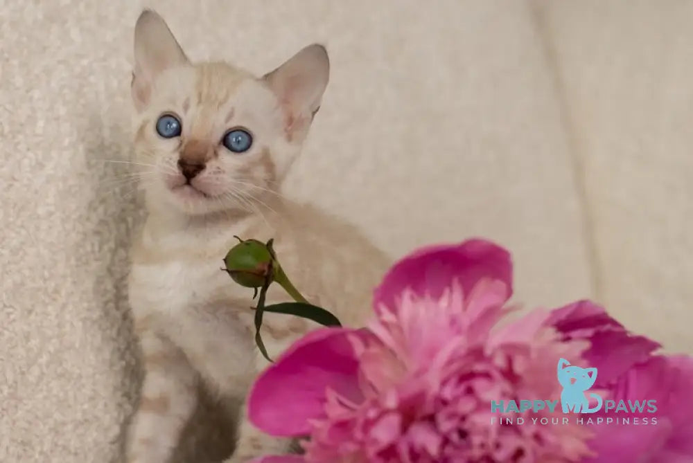 Ivory Bengal female black pointed live animals
