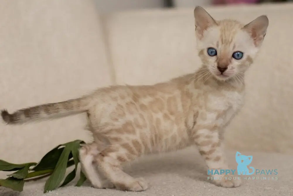 Ivory Bengal female black pointed live animals