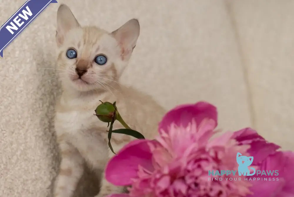 Ivory Bengal female black pointed live animals
