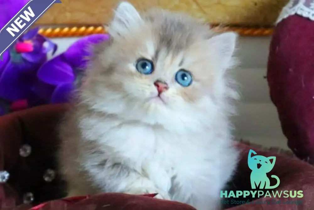 Ivory British Longhair female blue golden ticked tabby - live animals