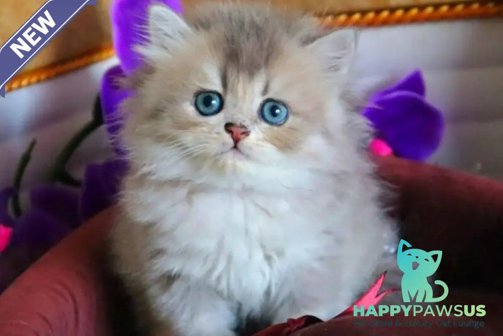 Ivory British Longhair female blue golden ticked tabby - live animals