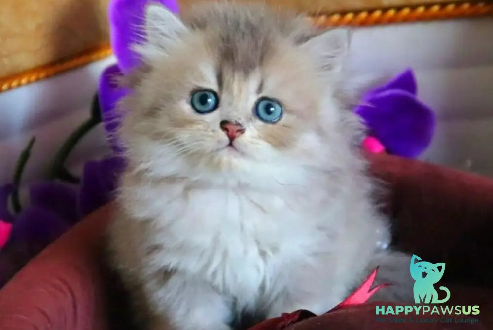 Ivory British Longhair female blue golden ticked tabby - live animals