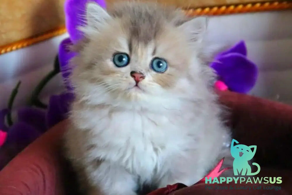 Ivory British Longhair female blue golden ticked tabby - live animals