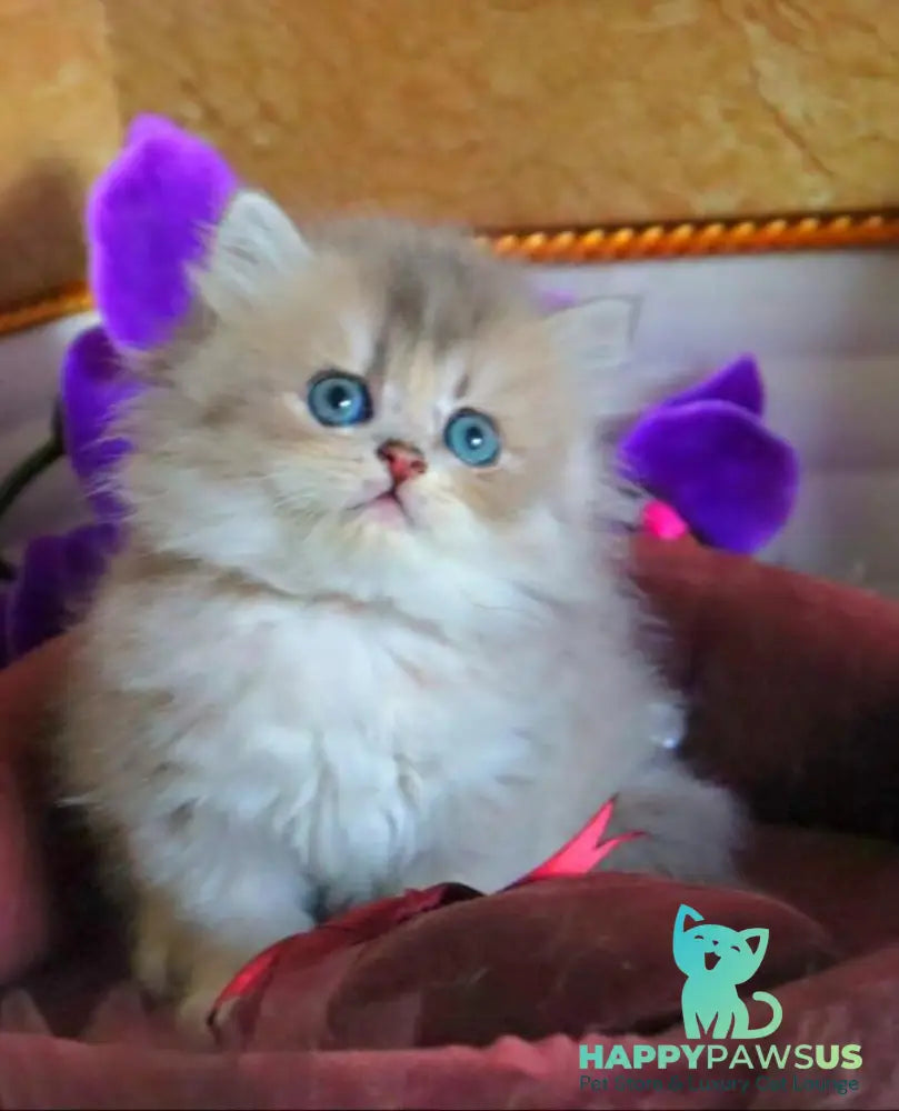 Ivory British Longhair female blue golden ticked tabby - live animals