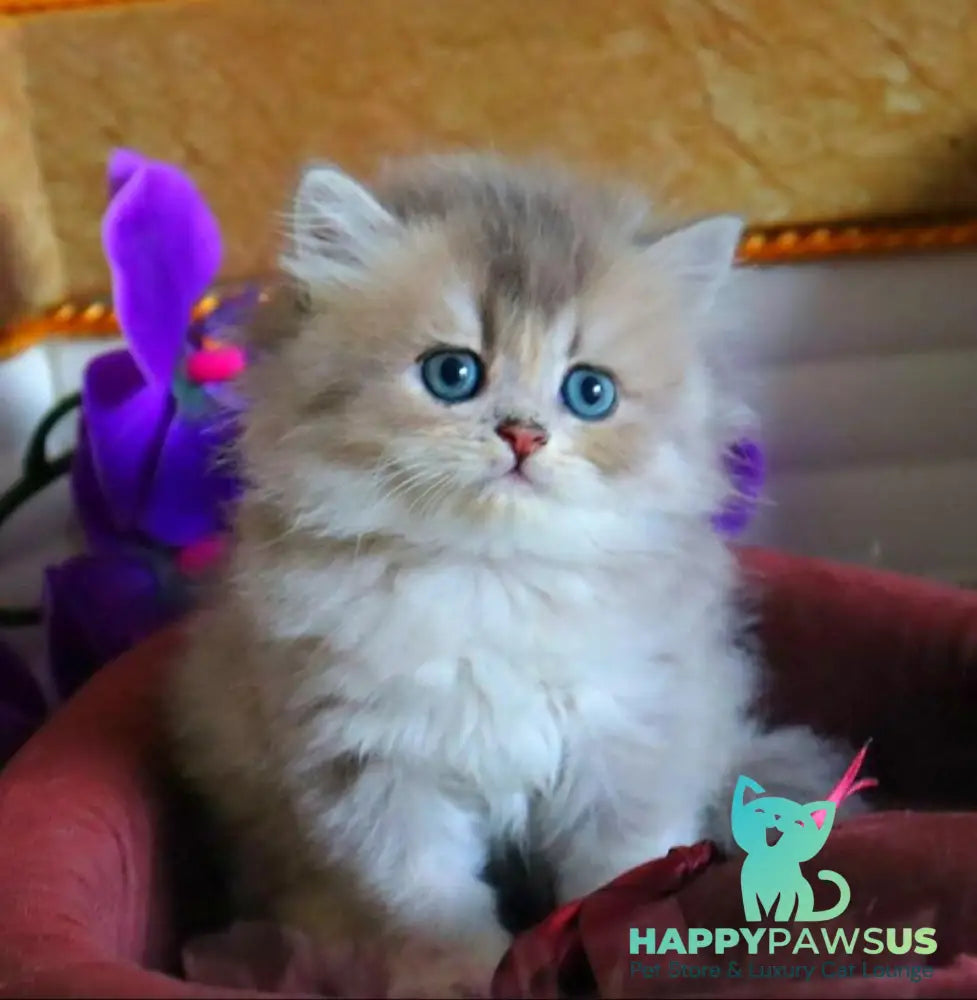 Ivory British Longhair female blue golden ticked tabby - live animals
