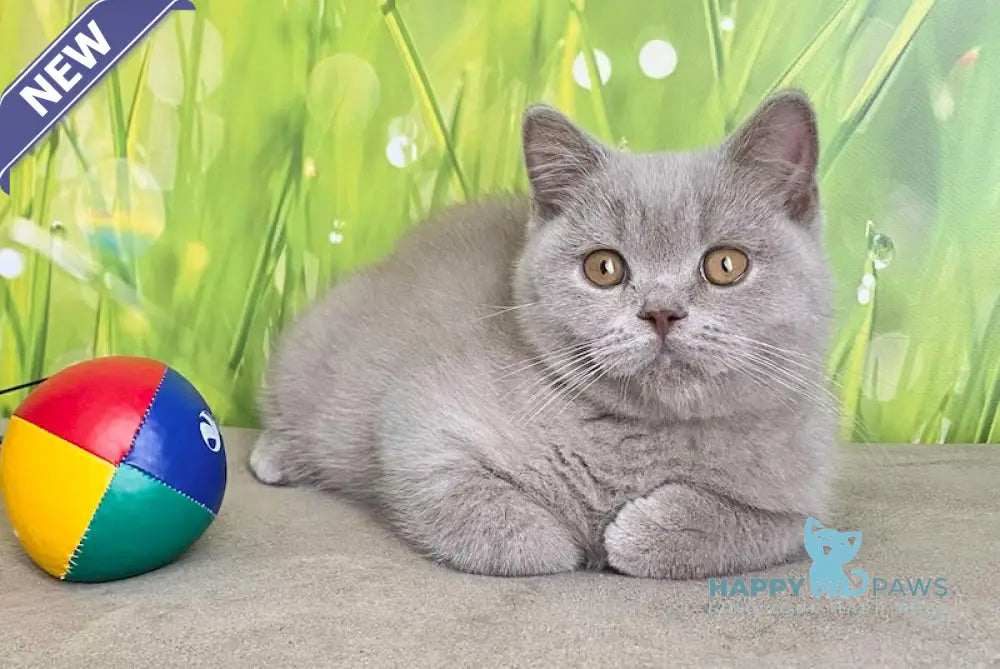 Ivory British Shorthair male lilac live animals