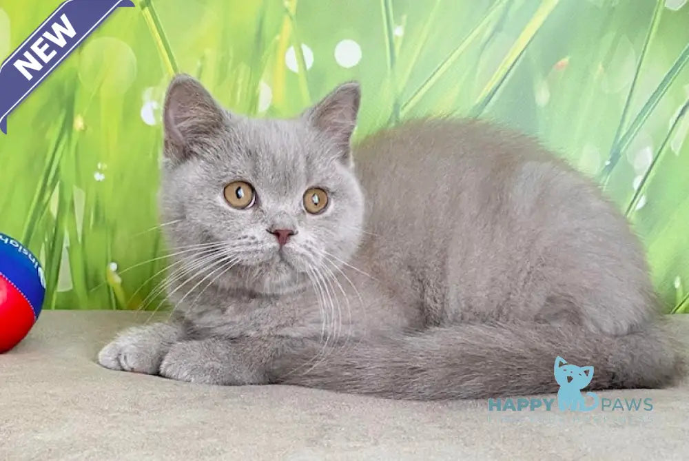 Ivory British Shorthair male lilac live animals