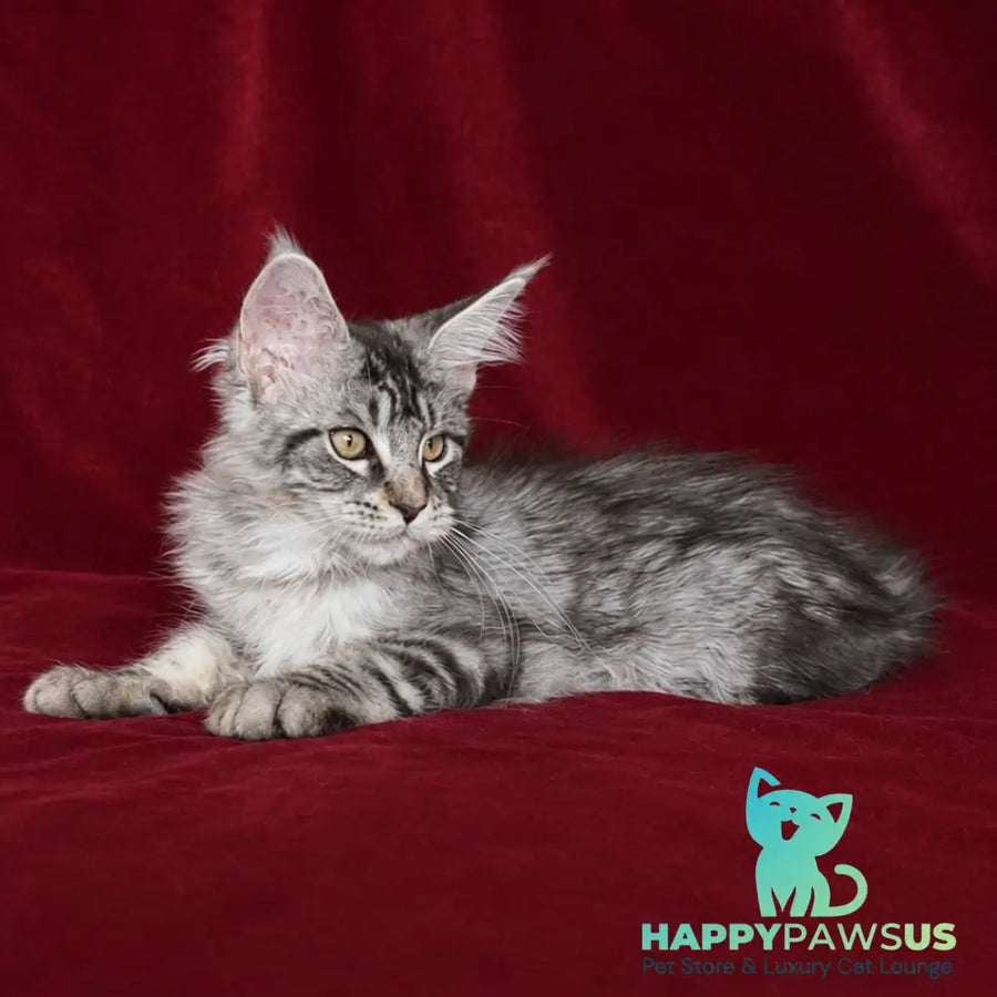 Ivory Maine Coon male black silver tabby - live animals
