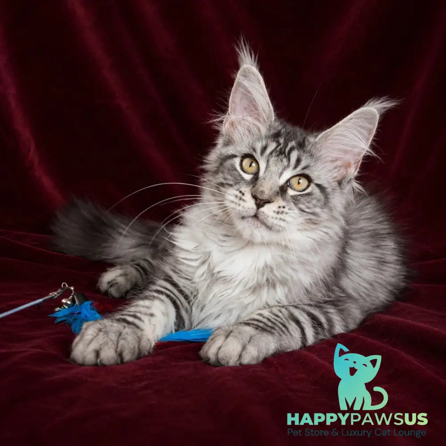 Ivory Maine Coon male black silver tabby - live animals