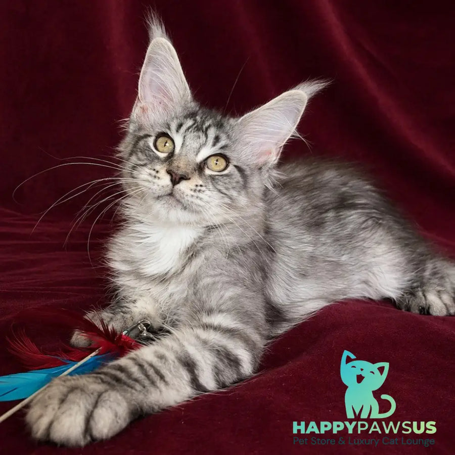Ivory Maine Coon male black silver tabby - live animals