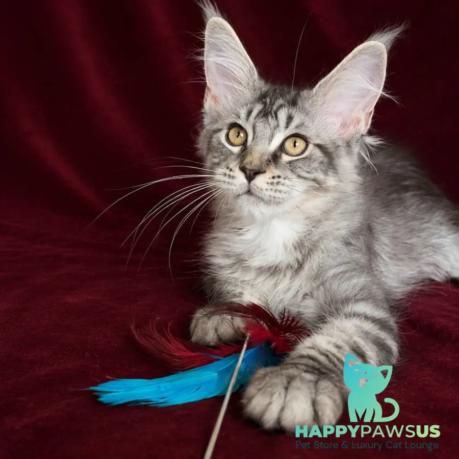 Ivory Maine Coon male black silver tabby - live animals