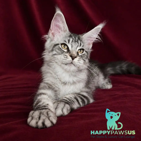 Ivory Maine Coon male black silver tabby - live animals