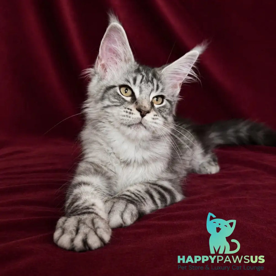 Ivory Maine Coon male black silver tabby - live animals