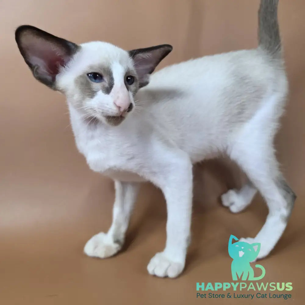 Ivory Siamese female black bicolour - live animals