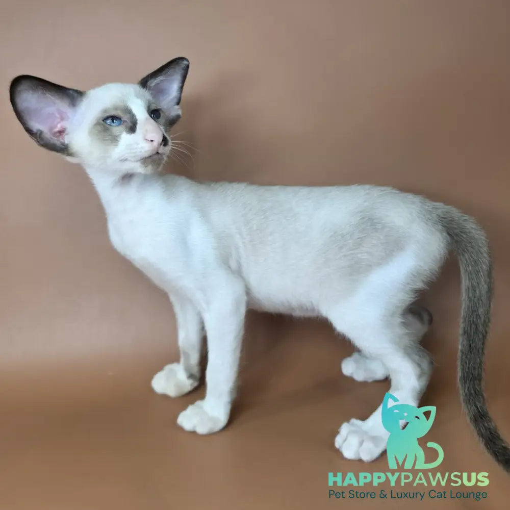 Ivory Siamese female black bicolour - live animals