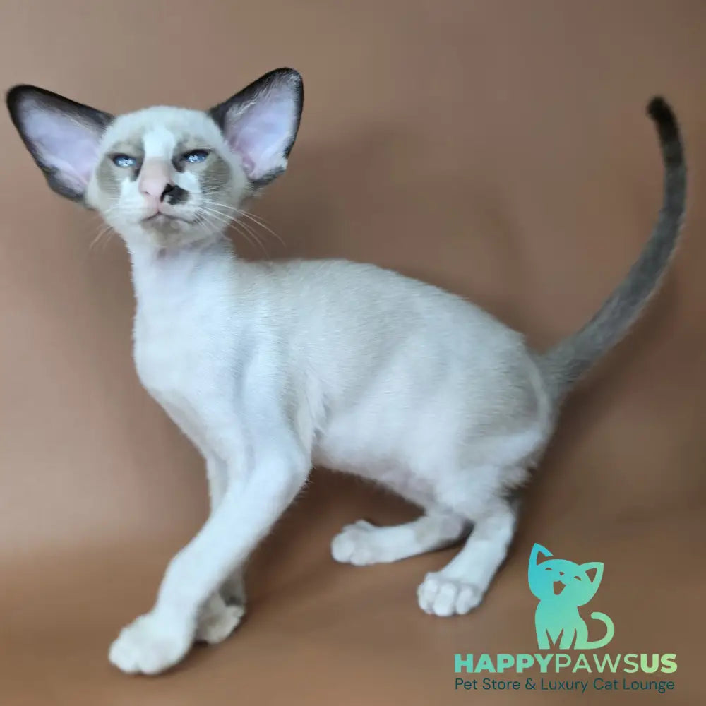 Ivory Siamese female black bicolour - live animals