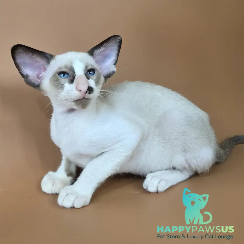 Ivory Siamese female black bicolour - live animals