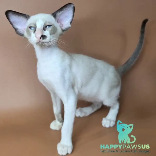 Ivory Siamese female black bicolour - live animals