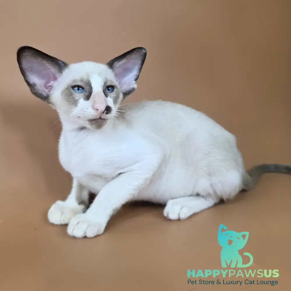 Ivory Siamese female black bicolour - live animals
