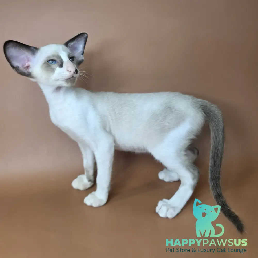 Ivory Siamese female black bicolour - live animals