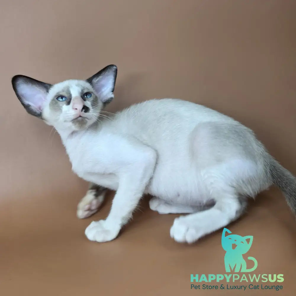 Ivory Siamese female black bicolour - live animals