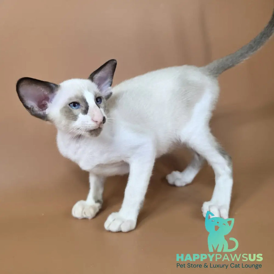 Ivory Siamese female black bicolour - live animals