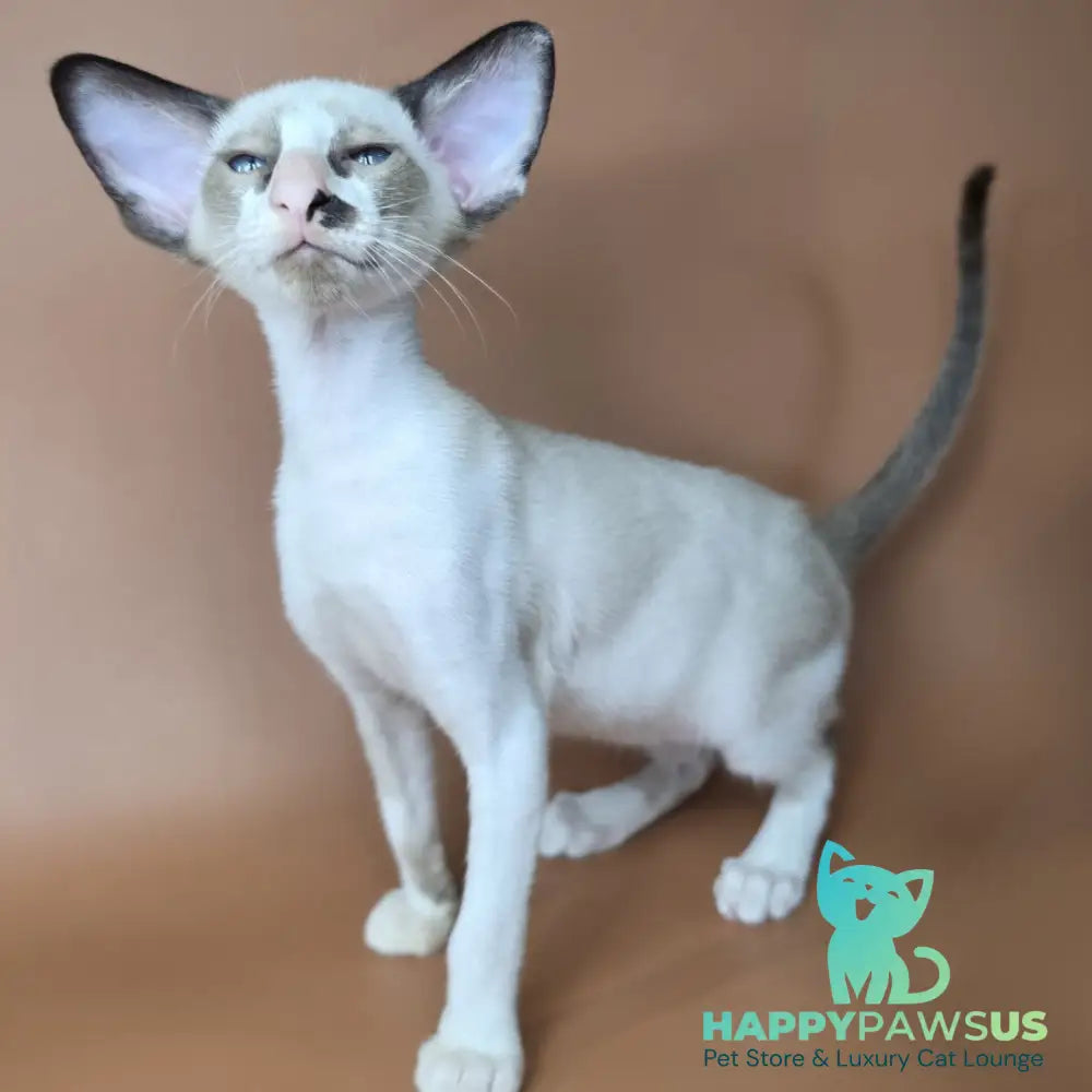 Ivory Siamese female black bicolour - live animals