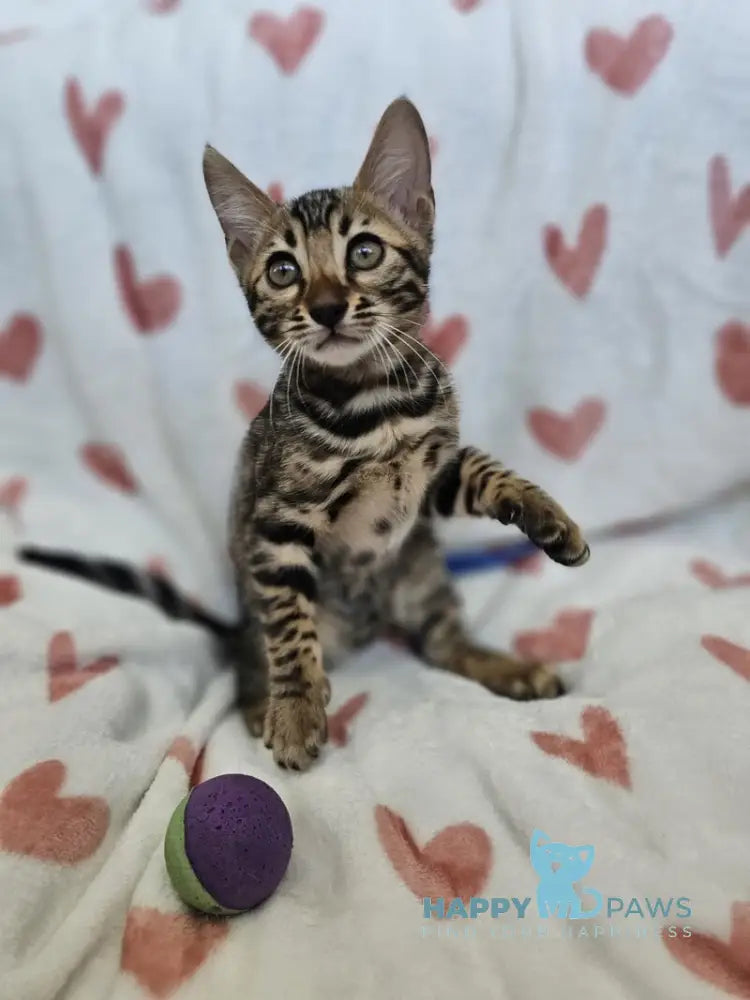 Ivy Bengal female black spotted tabby live animals